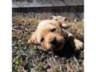 Labrador Retriever Puppy for sale in Mammoth Spring, AR, USA