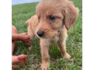 Goldendoodle Puppy for sale in Winter Haven, FL, USA