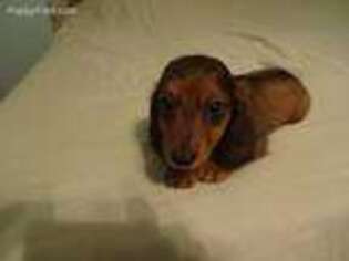 Dachshund Puppy for sale in Ward, SD, USA