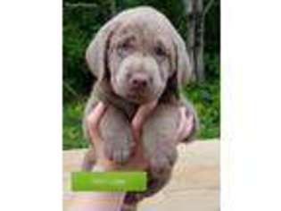 Labrador Retriever Puppy for sale in Manton, MI, USA