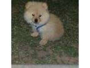 Pomeranian Puppy for sale in Peoria, AZ, USA