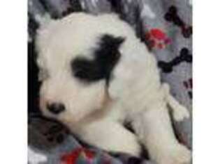 Old English Sheepdog Puppy for sale in Campton, KY, USA