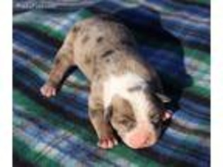 Alapaha Blue Blood Bulldog Puppy for sale in San Diego, CA, USA