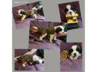 Saint Bernard Puppy for sale in Mound, MN, USA