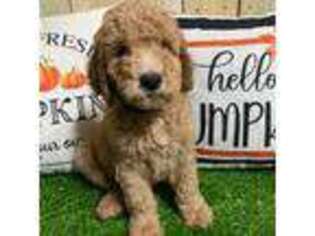 Goldendoodle Puppy for sale in Alvin, TX, USA