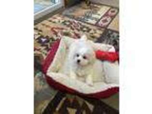 Maltese Puppy for sale in Chisago City, MN, USA