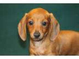 Dachshund Puppy for sale in Canton, TX, USA