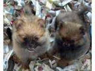 Pomeranian Puppy for sale in GAINESVILLE, NY, USA