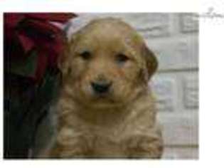 Golden Retriever Puppy for sale in Youngstown, OH, USA