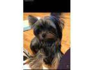 Yorkshire Terrier Puppy for sale in Okawville, IL, USA
