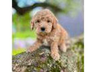 Goldendoodle Puppy for sale in Jacksonville, VT, USA