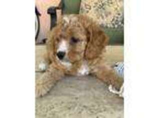 Cavapoo Puppy for sale in Pembroke Pines, FL, USA