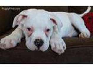 American Bulldog Puppy for sale in Cranston, RI, USA