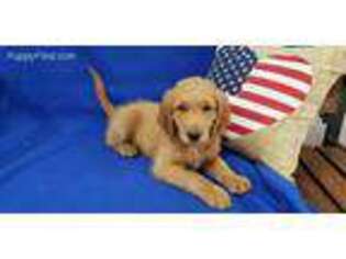 Golden Retriever Puppy for sale in Princeton, KY, USA