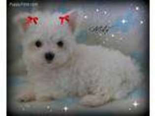 Maltese Puppy for sale in Chagrin Falls, OH, USA