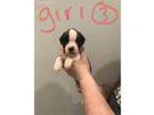 Boxer Puppy for sale in Wright City, MO, USA