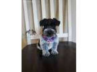 Mutt Puppy for sale in Cottage Grove, OR, USA