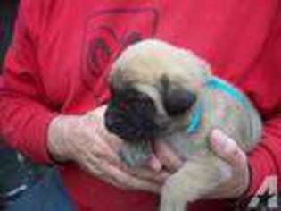 Mastiff Puppy for sale in DURHAM, NC, USA