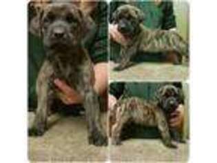 Mastiff Puppy for sale in Atwater, OH, USA