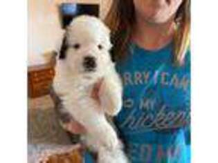 Saint Bernard Puppy for sale in Phoenix, AZ, USA