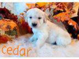 Golden Retriever Puppy for sale in Marshfield, MO, USA