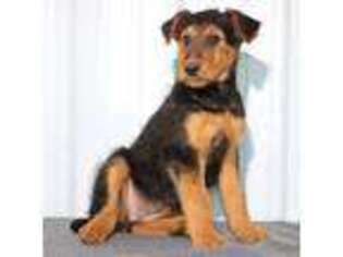 Airedale Terrier Puppy for sale in Holton, MI, USA
