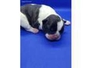 French Bulldog Puppy for sale in Ashland, OH, USA
