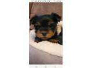 Yorkshire Terrier Puppy for sale in Russell, IA, USA