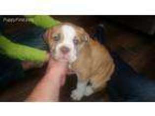 Olde English Bulldogge Puppy for sale in Ogden, UT, USA