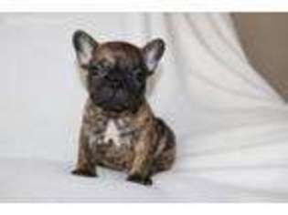 French Bulldog Puppy for sale in Sandy Creek, NY, USA