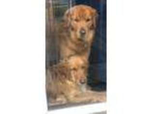 Golden Retriever Puppy for sale in Crown Point, IN, USA