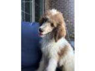 Mutt Puppy for sale in Lebanon, TN, USA