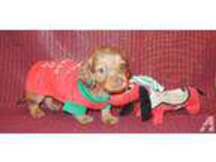 Dachshund Puppy for sale in PANAMA CITY, FL, USA