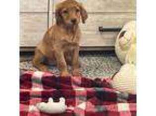 Mutt Puppy for sale in Hayesville, OH, USA