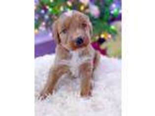 Goldendoodle Puppy for sale in Fort Worth, TX, USA