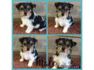 Yorkshire Terrier Puppy for sale in Watertown, SD, USA