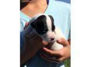 Jack Russell Terrier Puppy for sale in Columbia, MO, USA