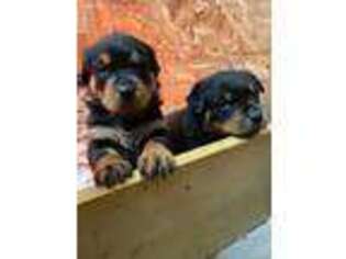 Rottweiler Puppy for sale in Fairhaven, MA, USA