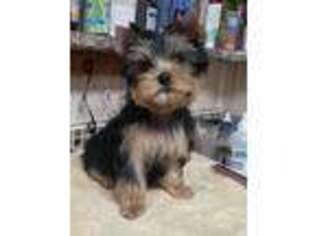 Yorkshire Terrier Puppy for sale in Lansing, MI, USA