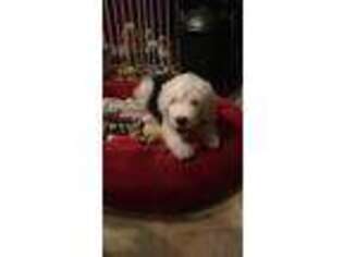 Old English Sheepdog Puppy for sale in Wells, ME, USA