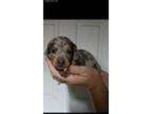 Dachshund Puppy for sale in Walnut Grove, MS, USA