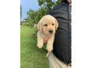 Labrador Retriever Puppy for sale in Lebanon, PA, USA