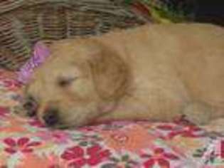 Goldendoodle Puppy for sale in MORGANTOWN, WV, USA