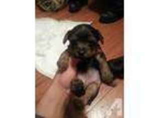 Yorkshire Terrier Puppy for sale in LANHAM, MD, USA