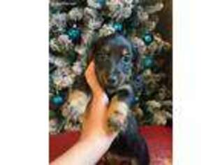 Dachshund Puppy for sale in Avon Park, FL, USA