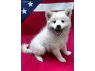 American Eskimo Dog Puppy for sale in Cromwell, IN, USA