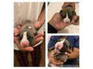 American Staffordshire Terrier Puppy for sale in Chicago, IL, USA