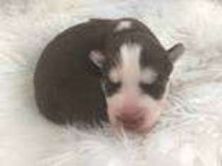 Siberian Husky Puppy for sale in Burtrum, MN, USA
