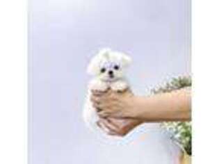 Maltese Puppy for sale in Morristown, NJ, USA