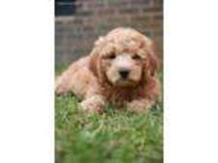 Goldendoodle Puppy for sale in Blackville, SC, USA